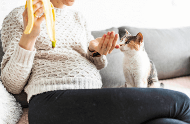 Hamilelikte Kedi Sahibi Olmak: Dikkat Etmeniz Gerekenler Hamilelikte Kedi Sahibi Olmak Dikkat Etmeniz Gerekenler